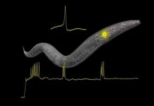Tech: In tiny worms, researchers find spiking neurons — and clues about brain computation — (Report)