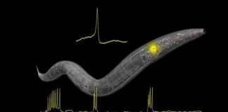 Tech: In tiny worms, researchers find spiking neurons — and clues about brain computation — (Report)