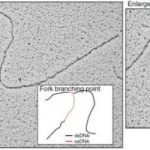 Study: Unveiling the mechanism protecting replicated DNA from degradation — (Details)