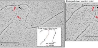 Study: Unveiling the mechanism protecting replicated DNA from degradation — (Details)