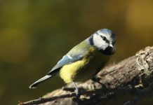 Research: City-dwelling blue tits may lay bigger eggs because of what they eat —