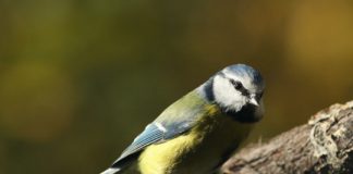 Research: City-dwelling blue tits may lay bigger eggs because of what they eat —