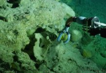 Tech: A new, modular soft robotic arm gives deep-sea researchers better dexterity for embracing delicate sea life — (Report)