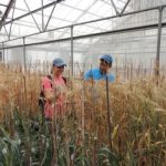 Study: Research shows possibility of increasing nutrition without sacrificing yield — (Details)