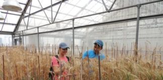 Study: Research shows possibility of increasing nutrition without sacrificing yield — (Details)