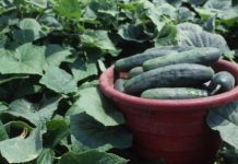 Research: Complex factors can drive the emergence and evolution of plant pathogens —