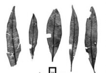 Research: Lilly Pilly fossils reveal snowless Snowy Mountains —