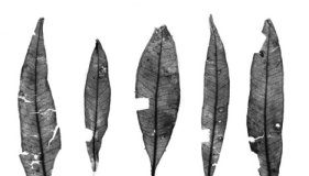 Research: Lilly Pilly fossils reveal snowless Snowy Mountains —