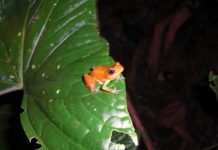 Research: Tropical frogs found to coexist with deadly fungus —