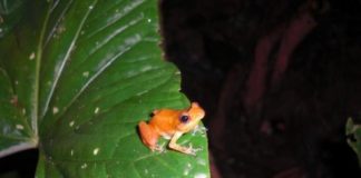 Research: Tropical frogs found to coexist with deadly fungus —