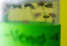 Research: Fly protein has protective effect on dopaminergic neurons —