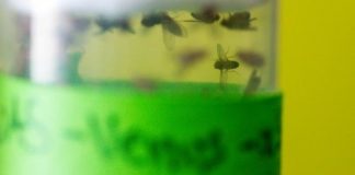 Research: Fly protein has protective effect on dopaminergic neurons —