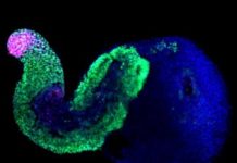 Research: Stem cells organize themselves into pseudo-embryos —