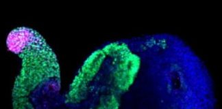 Research: Stem cells organize themselves into pseudo-embryos —