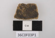 Research: 3,500-year-old pumpkin spice? Archaeologists find the earliest use of nutmeg as a food —