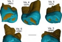 Research: These teeth add to an emerging picture of complex human evolution in Middle Pleistocene Eurasia —