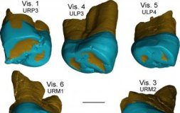Research: These teeth add to an emerging picture of complex human evolution in Middle Pleistocene Eurasia —