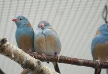 Research: Songbirds are more passionate in front of an audience —