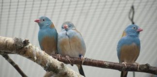 Research: Songbirds are more passionate in front of an audience —