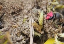 Offbeat: Genetics doesn’t matter much in forming society —