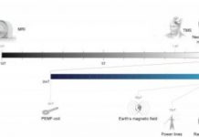 Research: Early Pleistocene hominins already exhibit features that would later be characteristic of Neanderthals —