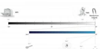 Research: Early Pleistocene hominins already exhibit features that would later be characteristic of Neanderthals —