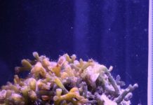 Research: Photosynthesis by marine algae contributes to the daytime soundscape on coral reefs —