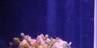 Research: Photosynthesis by marine algae contributes to the daytime soundscape on coral reefs —