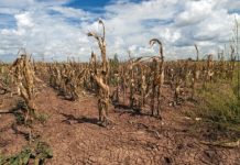 Research: Study examines role of stationary low- and high-pressure systems —