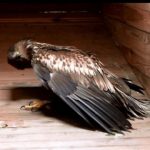 Study: First evidence of fatal infection of white-tailed sea eagles with avian influenza — (Details)