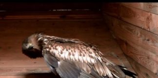 Study: First evidence of fatal infection of white-tailed sea eagles with avian influenza — (Details)