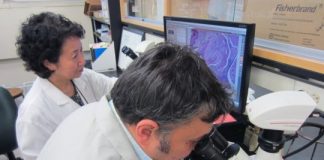 Study: Researchers study effects of oral bacteria on brain health in mice — (Details)