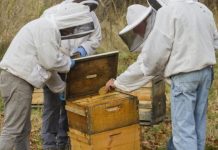 Research: Mycelium extract reduces viruses in honey bees —