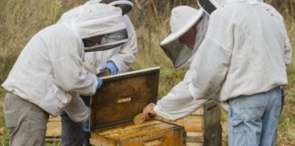 Research: Mycelium extract reduces viruses in honey bees —