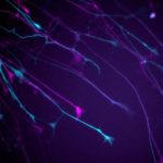 Study: A major step towards preventing neurons from dying — (Details)