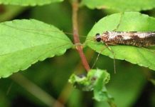Research: Genome of Japanese insect delicacy sheds light on history of Earth —