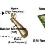 Study: Flexible piezoelectric acoustic sensors for speaker recognition — (Details)