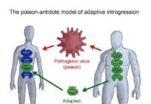 Research: Viruses influenced gene sharing between Neanderthals and humans —