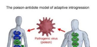 Research: Viruses influenced gene sharing between Neanderthals and humans —