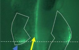 Research: Discovery has implications for understanding regeneration, wound repair, and diagnostic strategies —