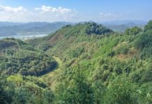 Research: Species-rich forests store twice as much carbon as monocultures —