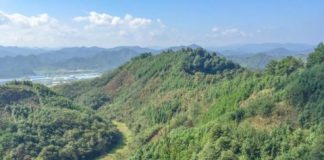 Research: Species-rich forests store twice as much carbon as monocultures —