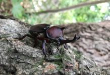 Research: Rhinoceros beetles and dung beetles use the same genes to form their elaborate horns —
