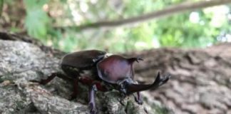 Research: Rhinoceros beetles and dung beetles use the same genes to form their elaborate horns —