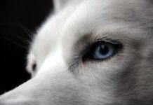 Research: Duplication associated with blue eyes in dogs —