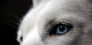 Research: Duplication associated with blue eyes in dogs —