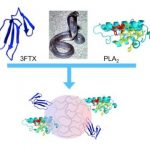 Study: Nanoparticles to treat snakebites — (Details)