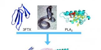 Study: Nanoparticles to treat snakebites — (Details)