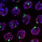 Study: Molecular guardians monitor chromosomes during cell division — (Details)
