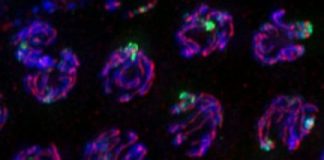 Study: Molecular guardians monitor chromosomes during cell division — (Details)
